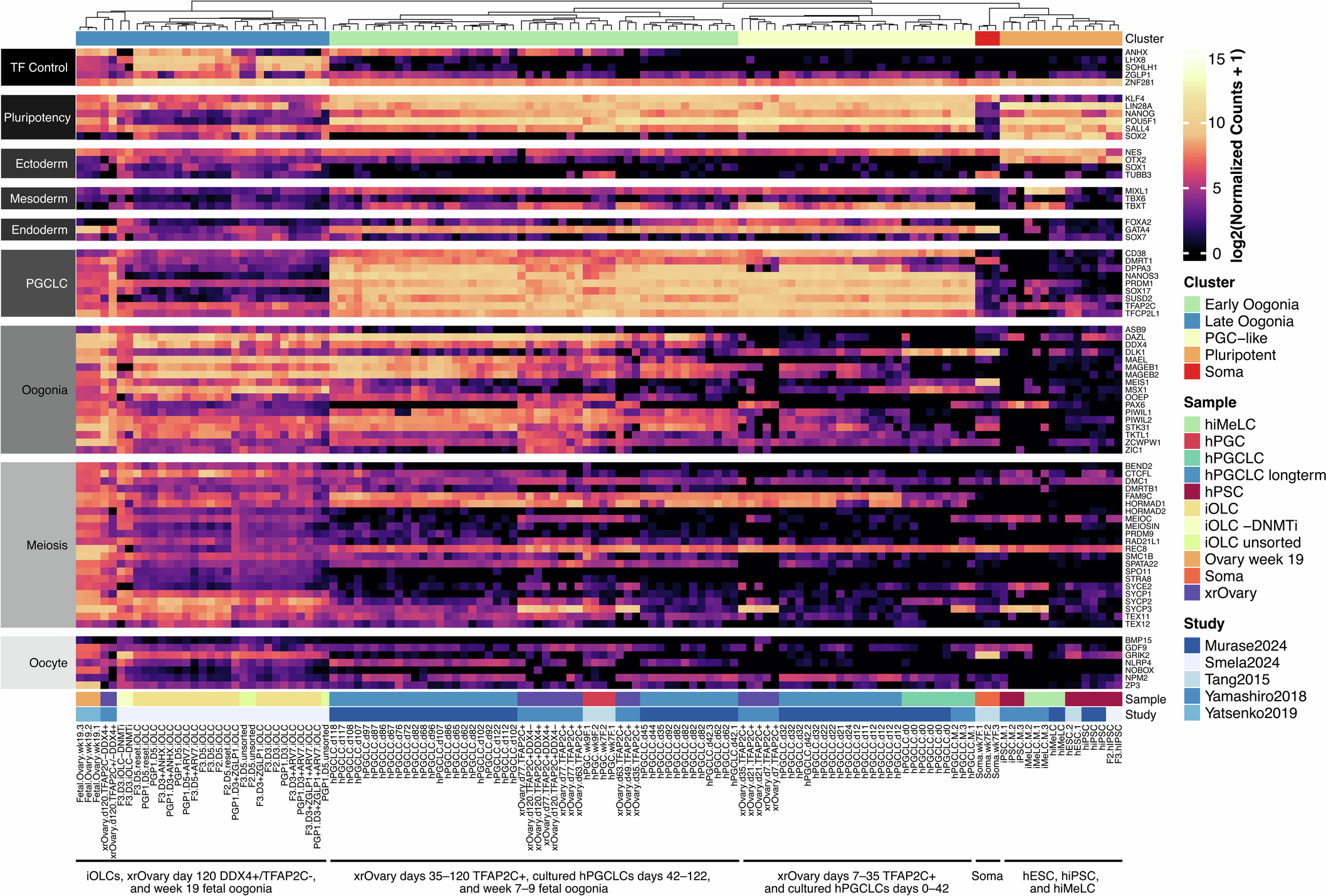 Rapid human oogonia-like cell specification via transcription factor-directed differentiation
